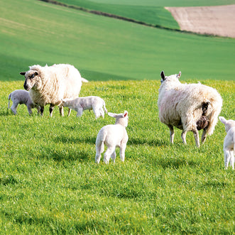 Pasture Ruminant Grazing Blend