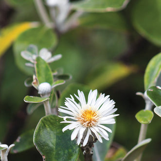 Marlborough Rock Daisy