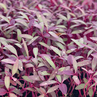 Amaranth Mekong Red