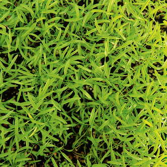 Chervil