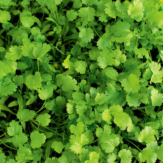 Coriander Picante