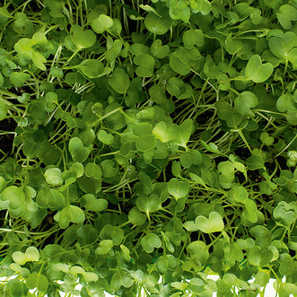 Radish Daikon for Micros