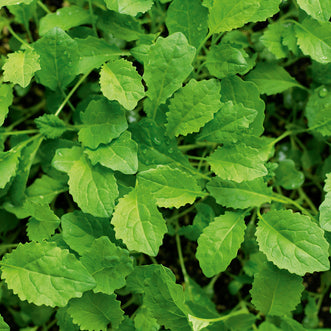 Kale Cavolo Nero