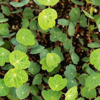 Nasturtium Blue Pepe