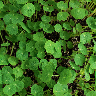 Nasturtium Verde