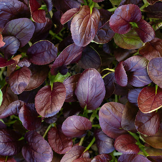 Pak Choi Red Choi F1