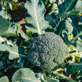 Organic Broccoli Belstar F1