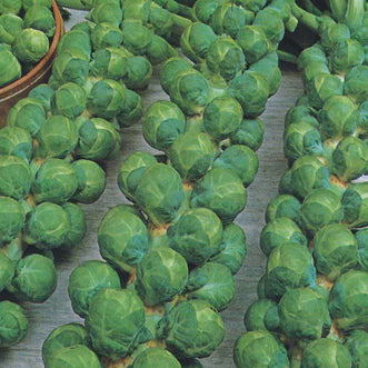 Organic Brussels Sprouts Igor F1