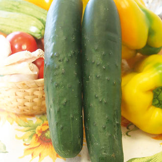 Organic Cucumber Tendergreen