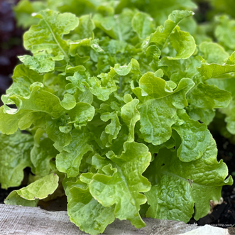 Organic Lettuce Green Salad Bowl