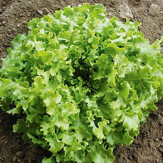 Organic Lettuce Green Salad Bowl