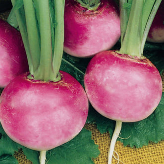 Organic Radish Pink Beauty