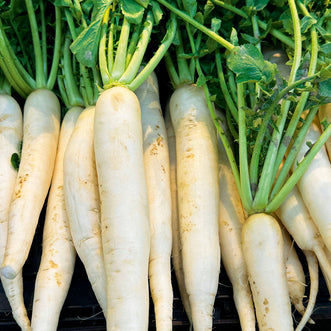 Organic Radish White Daikon