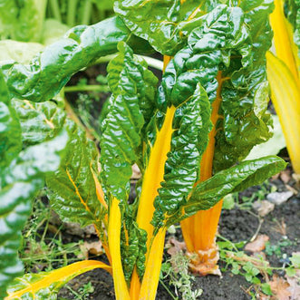 Organic Silverbeet Bright Yellow