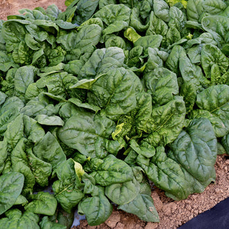 Organic Spinach Winter Giant