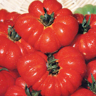 Organic Tomato Costoluto Fiorentino