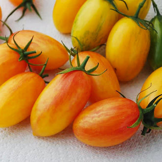 Organic Tomato Artisan Blush