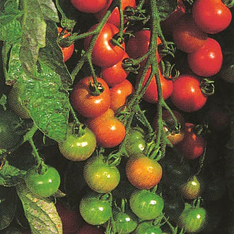 Organic Tomato Gardeners Delight