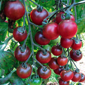 Organic Tomato Rosella