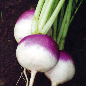 Organic Turnip Milan Red Top