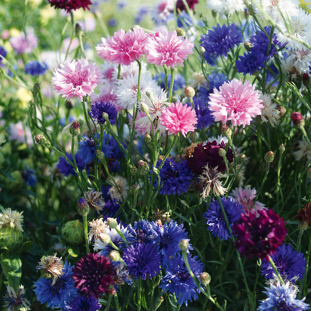 Buy Organic Cornflower Mix by Kings Seeds online - Kings Seeds NZ