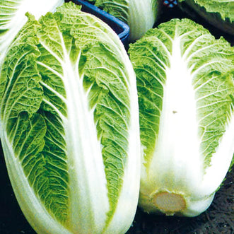 Cabbage Chinese One Kilo Slowbolt F1