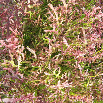 Mizuna Red Coral