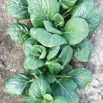 Pak Choi Dark Dragon