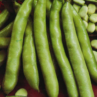 Broad Bean Coles Prolific