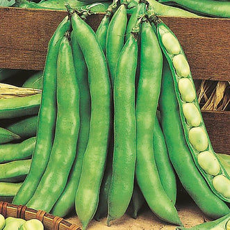 Broad Bean Superaguadulce