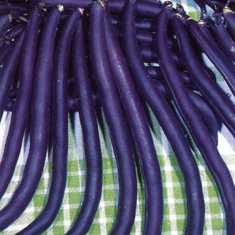 Bean Runner King of the Blues