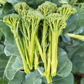 Broccoli Sprouting Tasty Stems F1