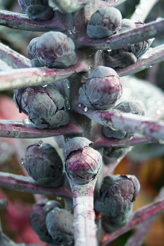 Brussels Sprouts Magenta