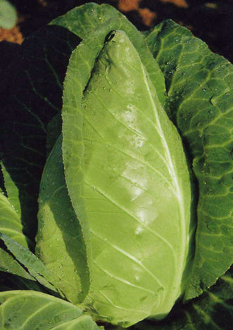 Cabbage Conehead