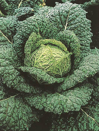 Cabbage Vertus Savoy