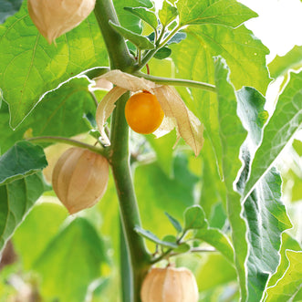 Cape Gooseberry