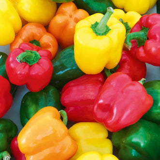 Capsicum Bell Colour Mix