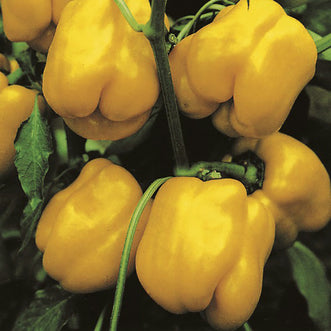 Capsicum California Wonder Golden