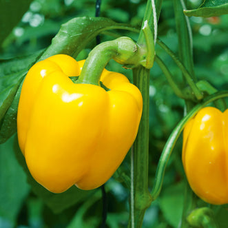 Capsicum Golden Bell F1 (Treated Seed)