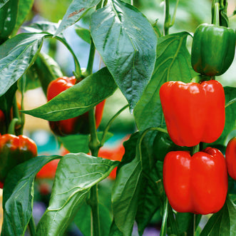 Capsicum Red Bell F1 (treated seed)