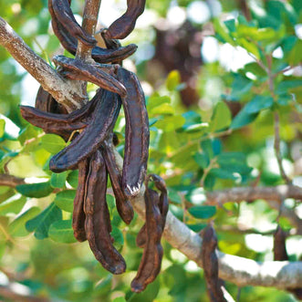 Carob Tree