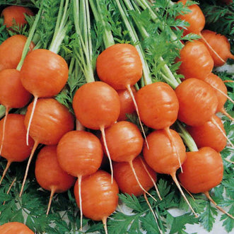 Carrot Paris Market