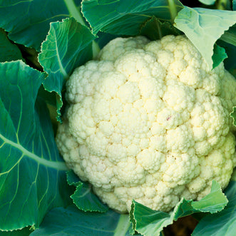 Cauliflower Giant of Naples