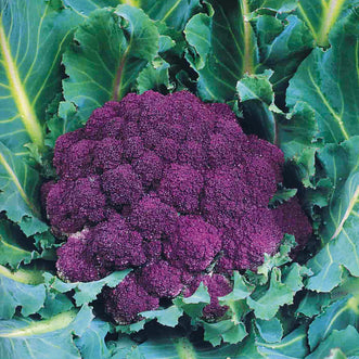 Cauliflower Violet Sicilian