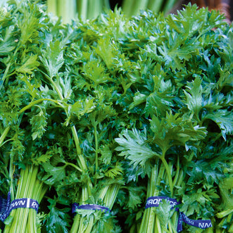 Celery For Cutting