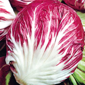 Chicory Radicchio