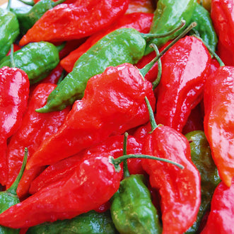 Chilli Bhut Jolokia