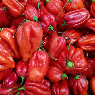 Chilli Habanero Red