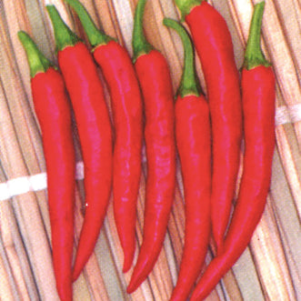 Chilli Asian Fire F1