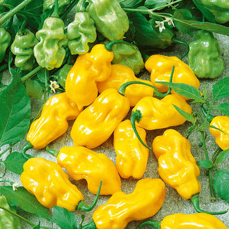 Chilli Habanero Yellow